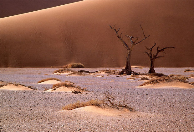 خلفيات عن البيئة الصحراوية